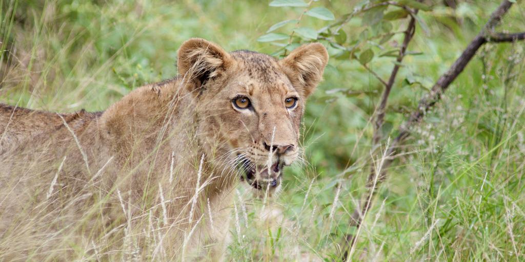 Naledi Lodges Balule Game Reserve Bagian luar foto